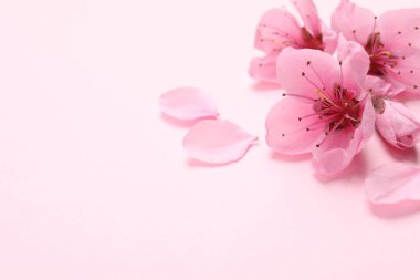 Pembe arka planda güzel sakura ağacı çiçekleri, yakın plan. Metin için boşluk