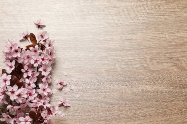 Tahta arka planda güzel sakura ağaçları çiçek açar, düz bir zeminde. Metin için boşluk