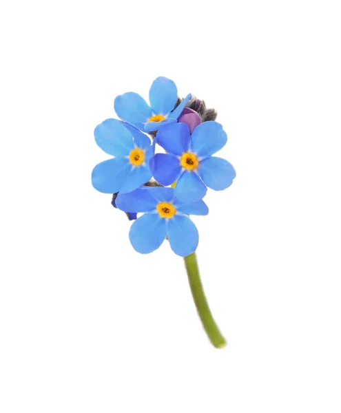 Delikatny Niebieski Nie Zapomnij Mnie Kwiaty Białym Tle — Zdjęcie stockowe