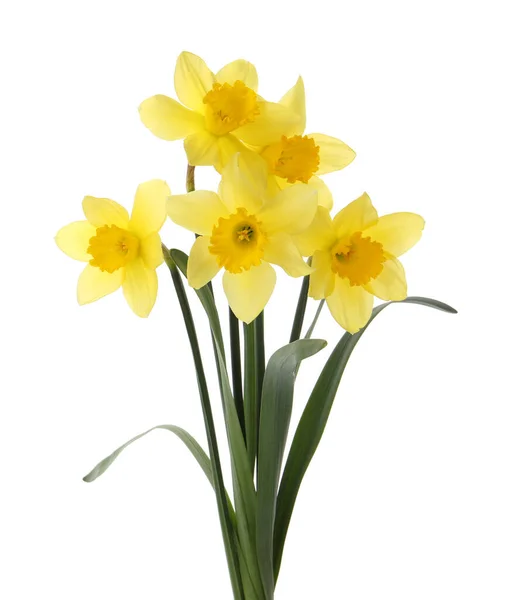Piękne Kwitnące Żółte Żonkile Białym Tle — Zdjęcie stockowe