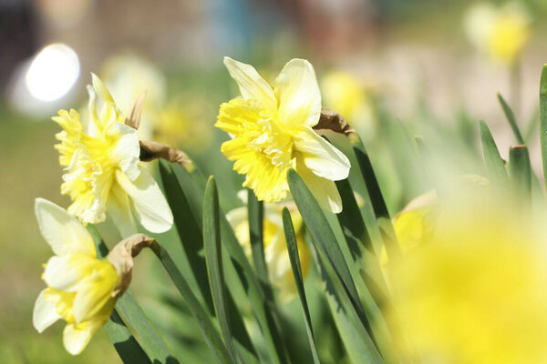 Beautiful daffodils growing in garden on sunny day, closeup