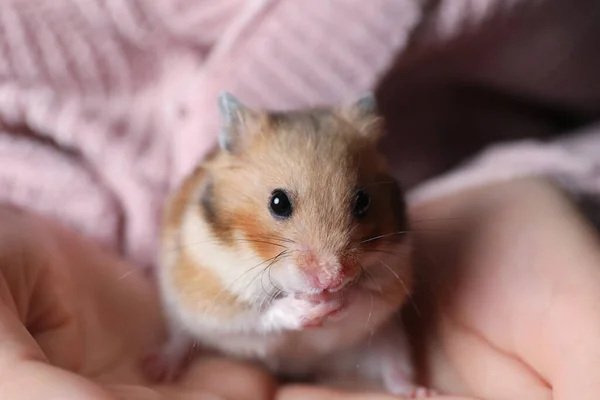 Frau Hält Niedlichen Kleinen Hamster Nahaufnahme — Stockfoto