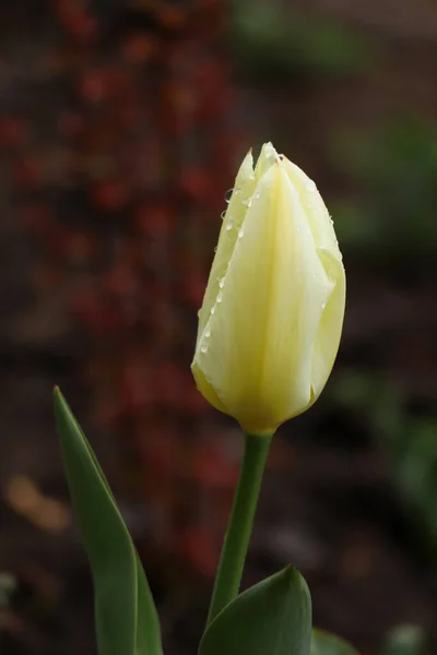 Schöne Frische Tulpe Mit Wassertropfen Freien Frühlingstag Nahaufnahme — Stockfoto