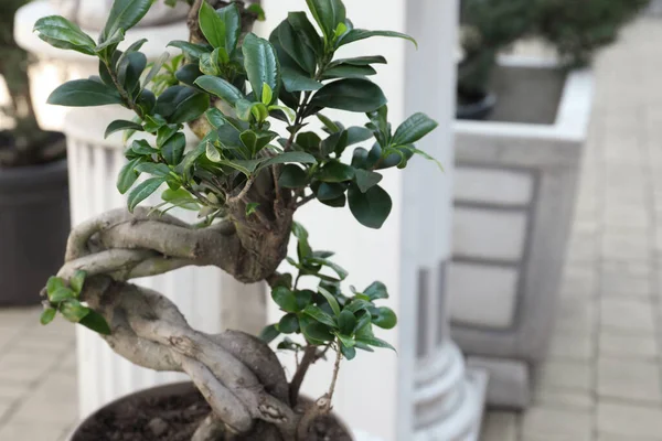 Bonsai Bonita Vaso Árvore Jardim Close Espaço Para Texto — Fotografia de Stock