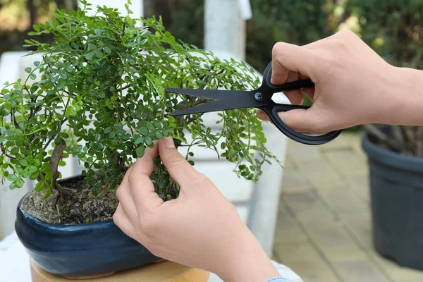 Γυναίκα Κοπή Όμορφο Δέντρο Bonsai Εξωτερικούς Χώρους Closeup — Φωτογραφία Αρχείου