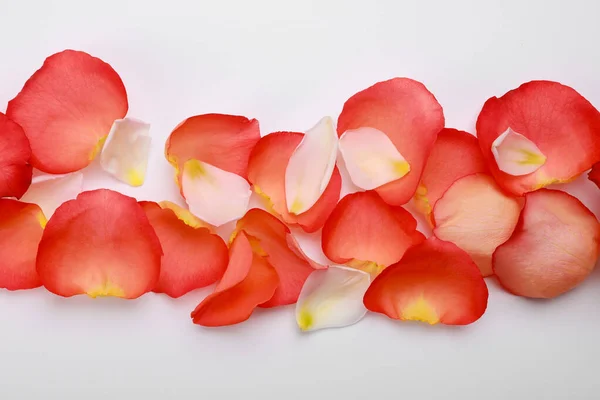 Красиві Пелюстки Троянд Тюльпанів Білому Тлі Вид Зверху — стокове фото