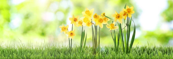 Krásné Kvetoucí Žluté Narcisy Venku Slunečného Dne Návrh Nápisu — Stock fotografie