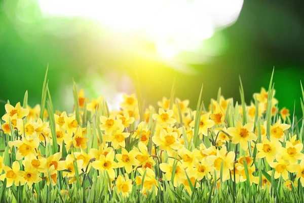 Lindos Narcisos Amarelos Florescendo Livre Dia Ensolarado — Fotografia de Stock