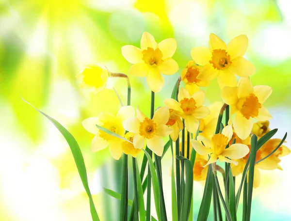 Hermosa Floración Narcisos Amarillos Aire Libre Día Soleado — Foto de Stock