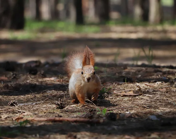 Cute Red Squirrel Ground Forest — Stock Photo, Image