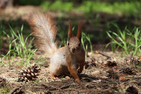 Cute Red Squirrel Ground Forest — Stock Photo, Image