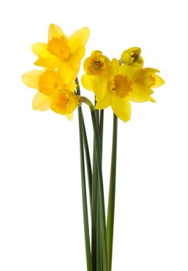 Beyaz arka planda güzel sarı nergis çiçekleri