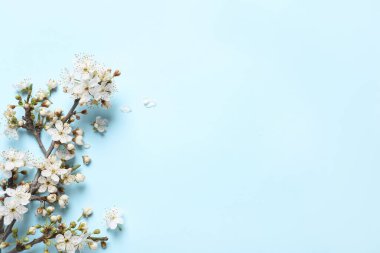Turkuaz arka planda güzel çiçekleri olan kiraz ağacı dalları, düz uzanma. Metin için boşluk