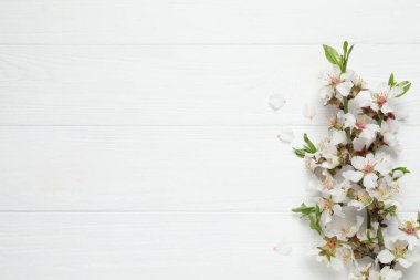 Beyaz ahşap zemin üzerinde sınır olarak çiçek açan bahar ağacı dalları, düz bir zemin. Metin için boşluk