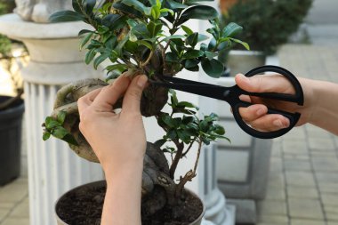 Dışarıda güzel bir Bonsai ağacı kesen kadın, yakın plan.