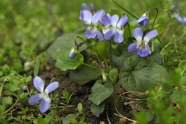 Schöne Wilde Veilchen Blühen Wald Frühlingsblumen — Stockfoto