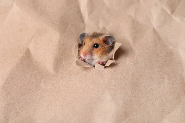 Cute Hamster Looking Out Hole Kraft Paper Space Text — Stock Photo, Image