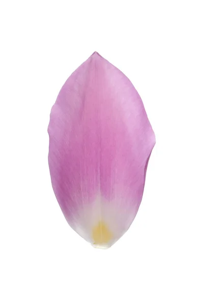 Piękny Świeży Płatek Tulipana Izolowany Białym — Zdjęcie stockowe