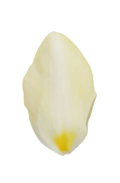 Beau Pétale Tulipe Frais Isolé Sur Blanc — Photo