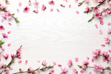 Beyaz ahşap arka planda güzel sakura ağaçlarının çiçek açtığı çerçeve, düz bir zemin. Metin için boşluk