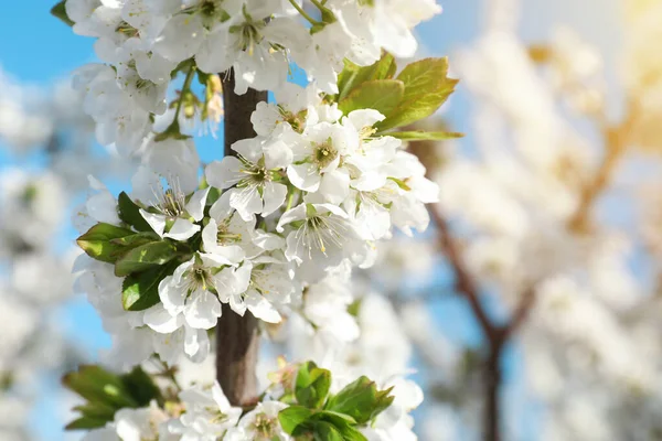 Virágzó Cseresznyefa Kék Ellen Közelkép — Stock Fotó