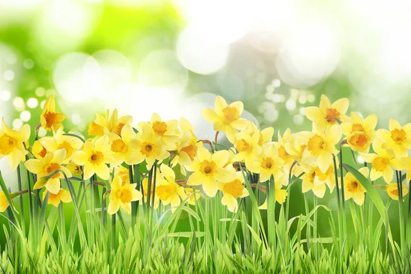 Hermosa Floración Narcisos Amarillos Aire Libre Día Soleado —  Fotos de Stock