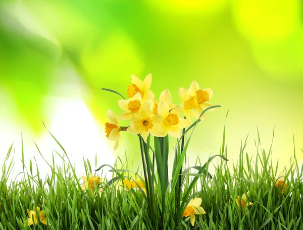 Krásné Kvetoucí Žluté Narcisy Venku Slunečného Dne — Stock fotografie
