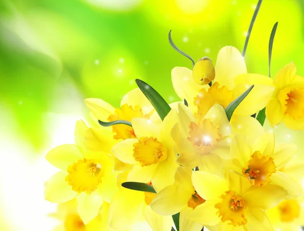 Beautiful Blooming Yellow Daffodils Outdoors Sunny Day — Stock Photo, Image