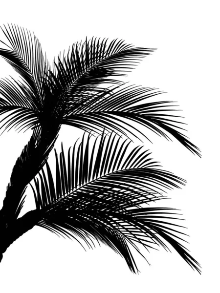 美丽的棕榈叶在白色背景上的轮廓 — 图库照片