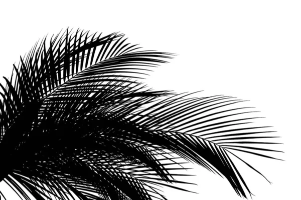 Силуэт Красивых Пальмовых Листьев Белом Фоне — стоковое фото