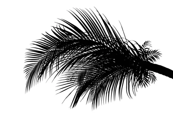 Beyaz Arka Planda Güzel Palmiye Yaprakları Silueti — Stok fotoğraf