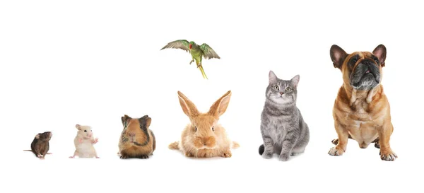 Group Different Domestic Animals White Background Collage Banner Design — Stock Photo, Image