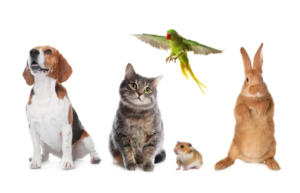 Group Different Domestic Animals White Background Collage Banner Design — Stock Photo, Image