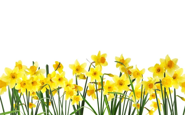Many Beautiful Yellow Daffodils White Background — Stock Photo, Image