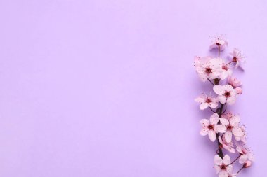 Leylak arka planında çiçek açan bahar ağacı dalı, düz. Metin için boşluk