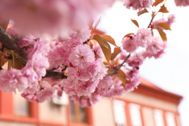 Güneşli bir bahar gününde, açık havada çiçek açan güzel sakura, yakın plan.
