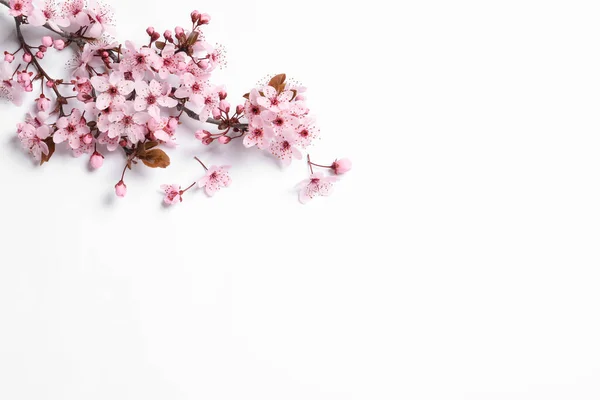 Bloeiende Lenteboom Tak Witte Achtergrond Bovenaanzicht Ruimte Voor Tekst — Stockfoto