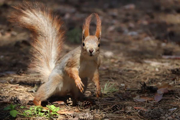 Cute Red Squirrel Ground Forest — Stock Photo, Image