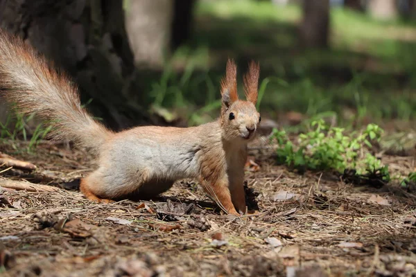 Cute Red Squirrel Ground Forest — Stock Photo, Image