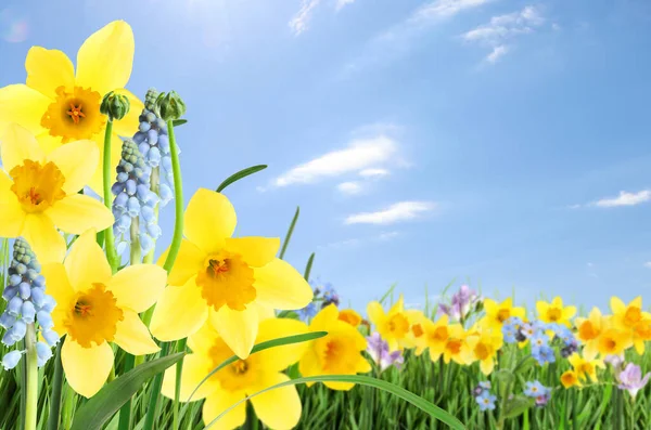 Prachtige Bloeiende Gele Narcissen Buiten Zonnige Dag Ruimte Voor Tekst — Stockfoto