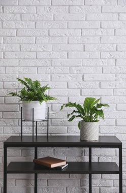 Beyaz tuğla duvarın yanında, siyah masanın üzerinde taze, güzel eğrelti otları. Metin için boşluk