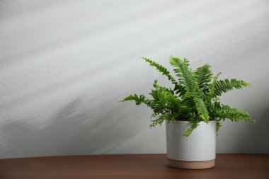 Beautiful fresh potted fern on wooden table. Space for text clipart