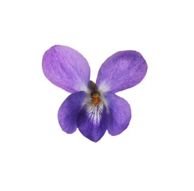 Beautiful wood violet on white background. Spring flower clipart