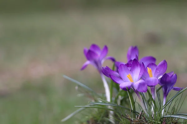 Fleurs Crocus Violet Frais Poussant Sur Fond Flou — Photo
