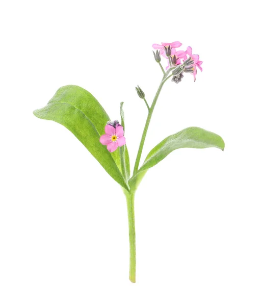 Vackra Rosa Glöm Mig Inte Blommor Isolerade Vit — Stockfoto