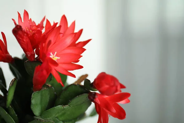 光を背景にした美しい開花Schlumbergera クリスマスや感謝祭のサボテン クローズアップ テキストのスペース — ストック写真