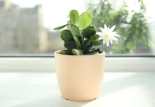 Krásná Kvetoucí Rostlina Schlumbergera Vánoční Nebo Díkůvzdání Kaktus Květináči Parapetu — Stock fotografie