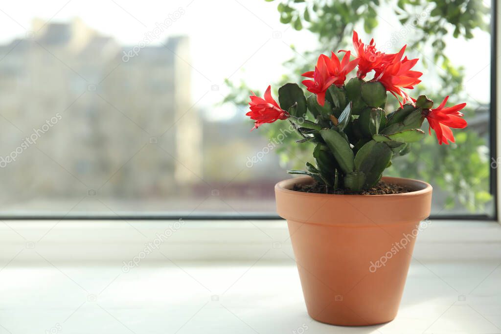 Beautiful blooming Schlumbergera plant (Christmas or Thanksgiving cactus) in pot on window sill. Space for text