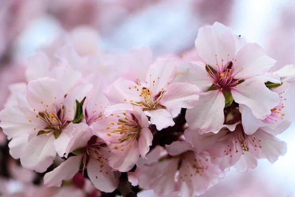 Finom Tavaszi Rózsaszín Cseresznyevirág Szabadban Közelkép — Stock Fotó