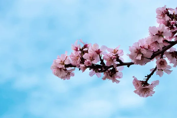 Ніжна Весняно Рожева Вишня Дереві Тлі Блакитного Неба Крупним Планом — стокове фото